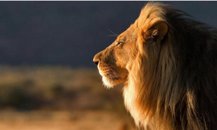 动物界狮子的十大特点和本领