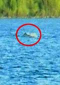 喀纳斯湖水怪真相之谜真的是哲罗鲑？
