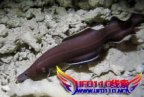 科学家发现新种太平洋鳗鱼（活化石）(图)