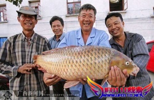 广西南宁市民钓起身长1米重27.5斤大鲤鱼