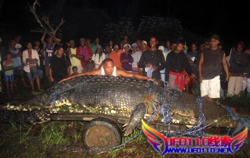 菲律宾捕获有史以来**鳄鱼 体重超过1吨(图)