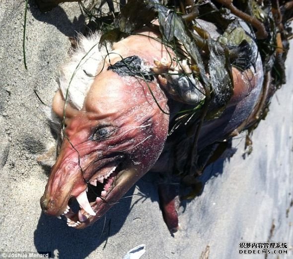 美国海滩发现巨大门牙奇怪动物尸体