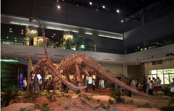 四川自贡恐龙博物馆馆内恐龙化石