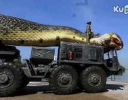 世界上最巨大的蛇在伊朗被发现