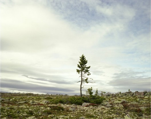 瑞典9500岁的老松树