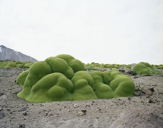 观花灌木是欧芹