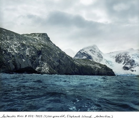 南极洲象岛5500岁的苔藓