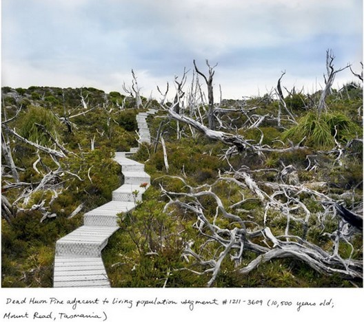 澳洲塔斯马尼亚岛一棵已死的1万5000年水松