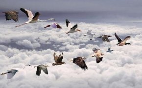 鸟类迁徙靠什么导肮定位?