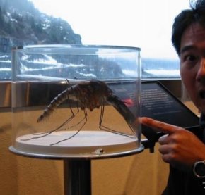 世界上最大的蚊子有多大