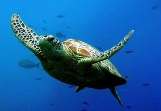 海龟为什么要“自埋”