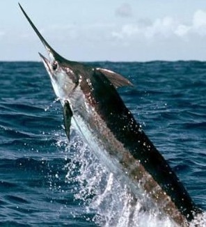 世界上游泳最快的鱼-马林鱼