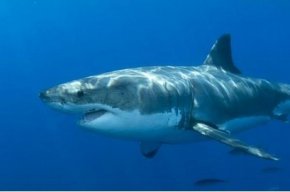 大白鲨的天敌是什么