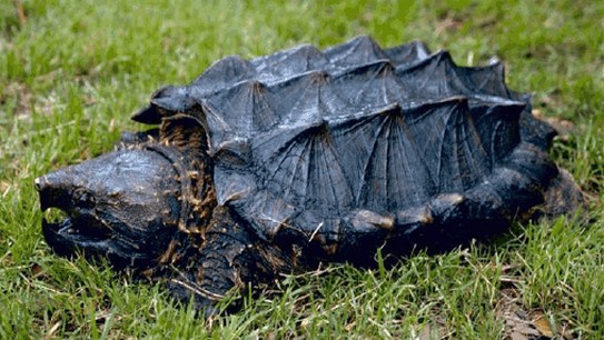 世界上寿命最长的乌龟咔普特.詹姆斯.库克