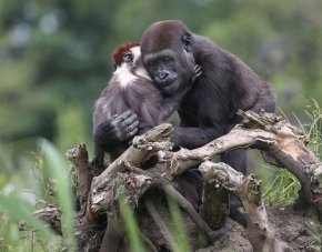 猴子与猩猩的感情无区别“一见钟情”