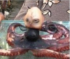 印尼章鱼人是真的吗？