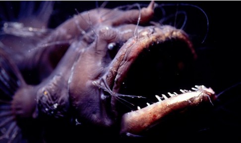 世界十大最恐怖动物第四名：鮟鱇
