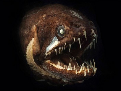 世界十大最恐怖动物第三名：深海龙鱼