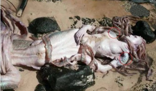 澳大利亚美人鱼尸体