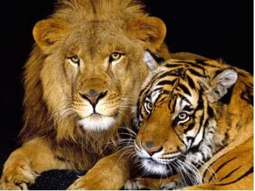 老虎和狮子打架谁厉害|老虎|狮子|打架