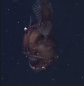 深海怪鱼：黑角安康鱼