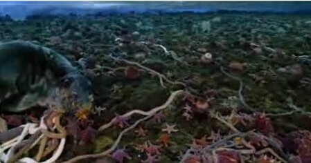 海星与3米长南极巨虫图片