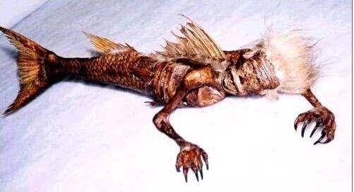 黑鳞鲛人活化石是真的存在吗？_ufo110线索网