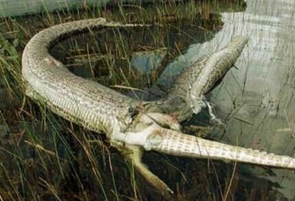 美洲鳄撕破了巨蟒蛇的肚子