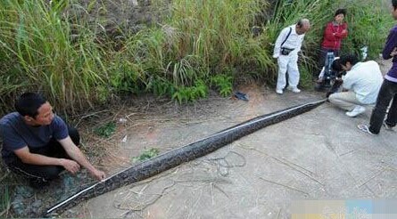 水库发现大蟒蛇尸体