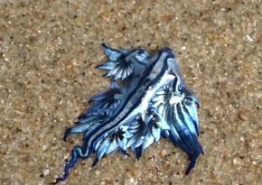 【外星来客蛞蝓】澳海滩现奇特蓝色生物