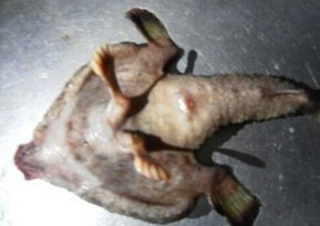 加勒比海岛国现怪鱼：有“人鼻”、两只脚及翼(图)