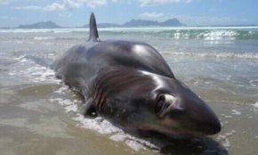 新西兰海滩现恐怖深海怪鱼