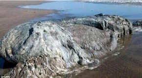 墨西哥海滩出现神秘巨型生物尸体体长四米