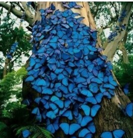 “蝴蝶树”之谜