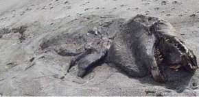 新西兰普伦蒂湾海滩出现一具神秘尸体