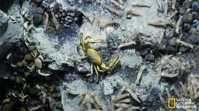 世界上最深的海沟里究竟有什么未知生物？