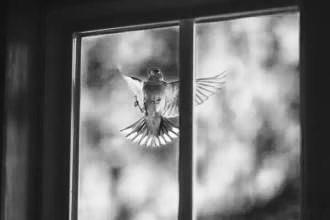 诡异的“乌鸦”不停的啄我家窗户，七天之后家里办丧事，真实经历