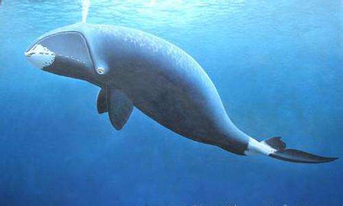 6、不死生物-弓头鲸