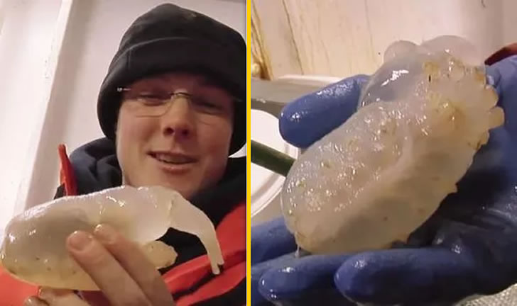南极冰下发现一只科学家都没见过的“透明生物”