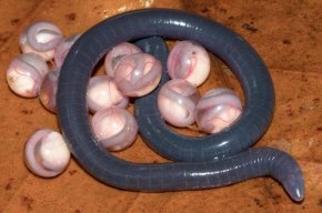 印度发现神秘蛇状两栖物种外型酷似巨大蠕虫(组图)