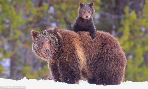 灰熊宝宝怕熊掌被冻 爬到妈妈背上取暖(图)